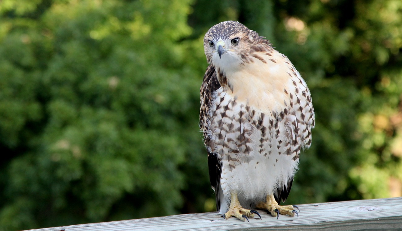 a hawk sitting on top of a wooden fence, a portrait, by David Garner, pexels, pretty face!!, large red eyes!!!, young female, full res