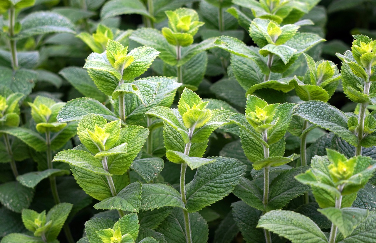 a close up of a plant with green leaves, peppermint motif, in salvia divinorum, in rows, high quality product image”