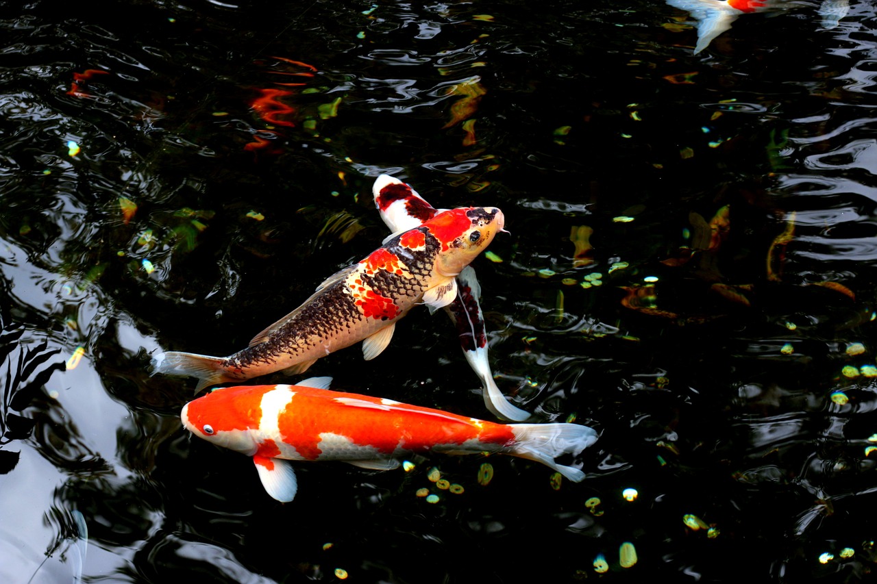 a couple of koi fish swimming in a pond, a photo, by David Garner, shutterstock, red black white golden colors, high contrast!!, award winning masterpiece photo, stock photo