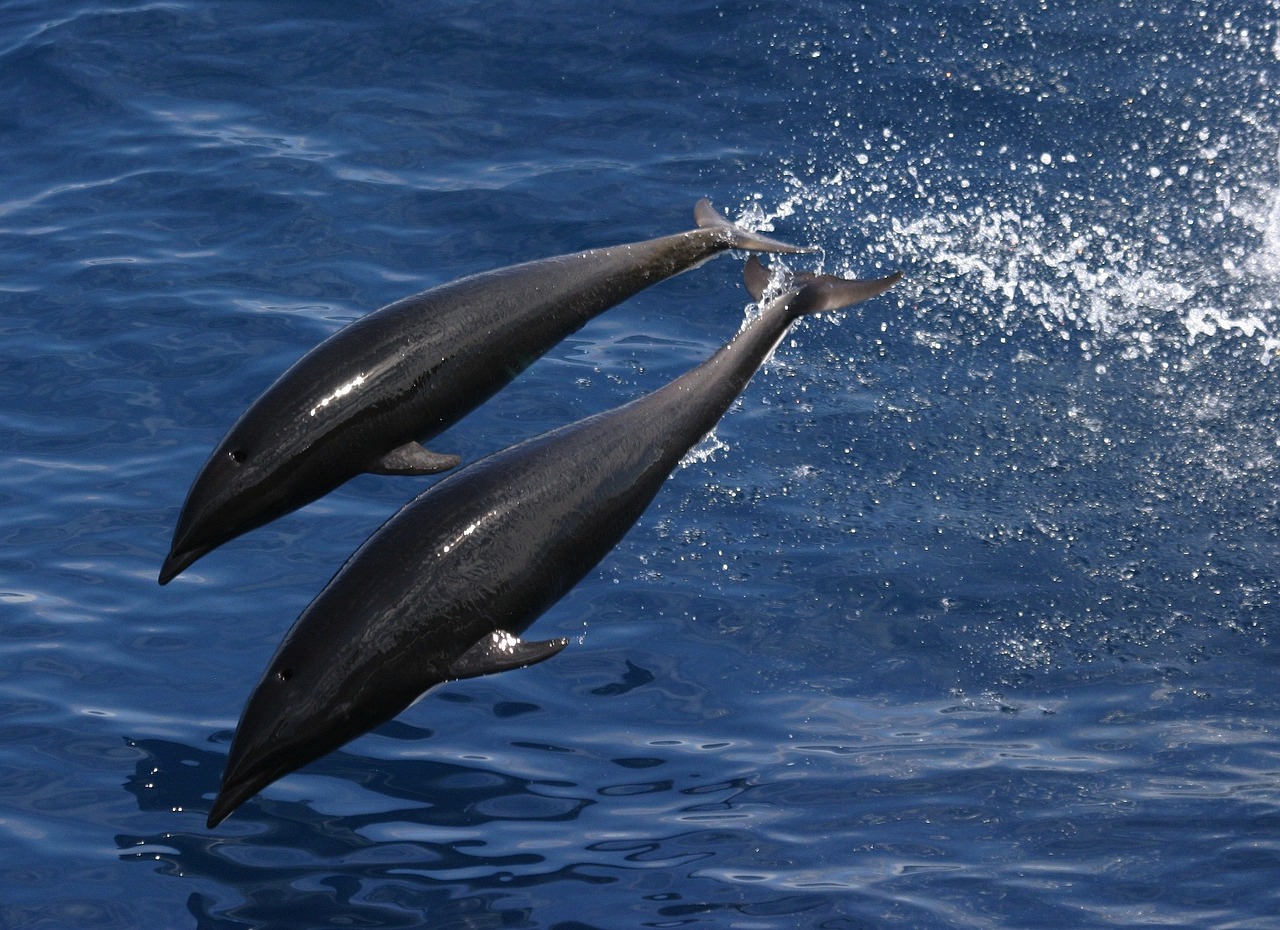 two dolphins are jumping out of the water, by Ken Elias, flickr, hurufiyya, photographed for reuters, depth, afp, leaking