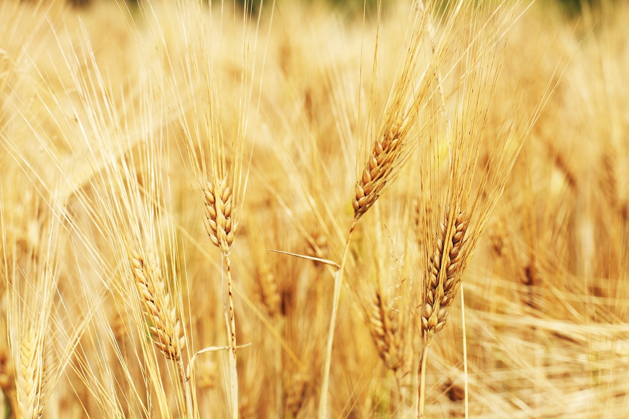 a field of ripe wheat on a sunny day, a tilt shift photo, by Karl Buesgen, shutterstock, symbolism, 1970s photo