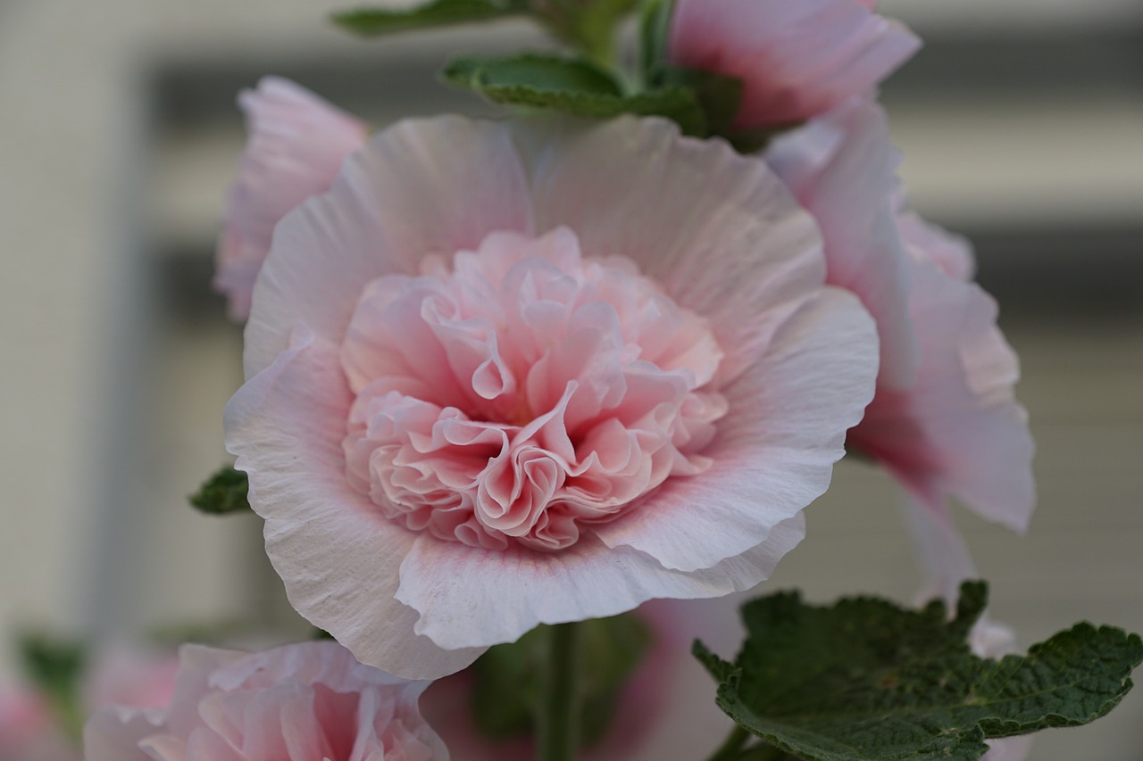 a close up of a pink flower with green leaves, a pastel, by Rhea Carmi, flickr, romanticism, poppy, baroque hibiscus queen, delicate pale pink lips, stock photo