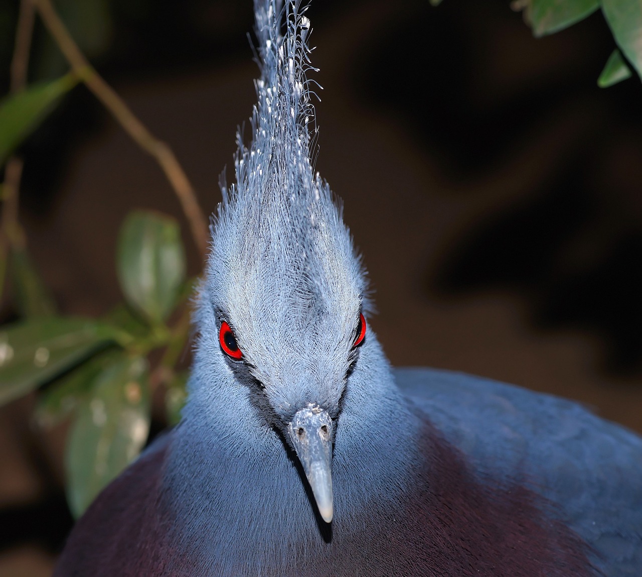 a close up of a bird with red eyes, a portrait, hurufiyya, blue mohawk, diadem on the head, purple. smooth shank, istock