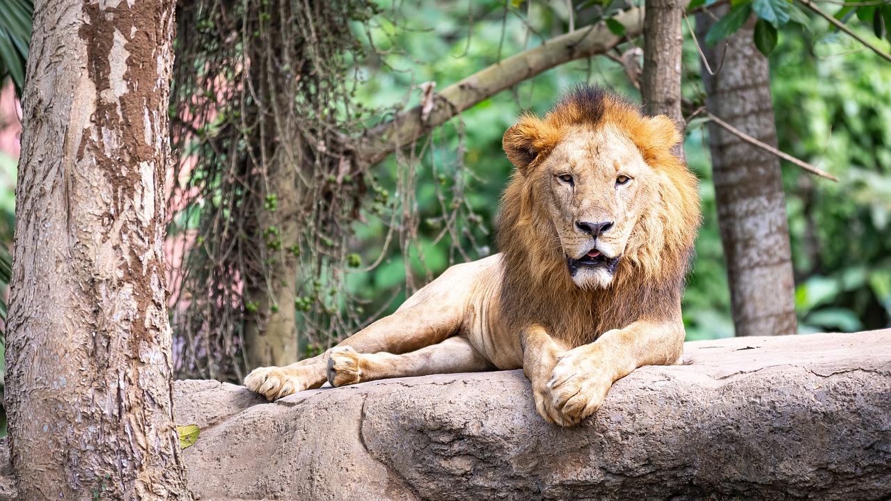 a lion laying on top of a large rock, a portrait, shutterstock, taken in zoo, mid-shot of a hunky, 8k 50mm iso 10, unmistakably kenyan