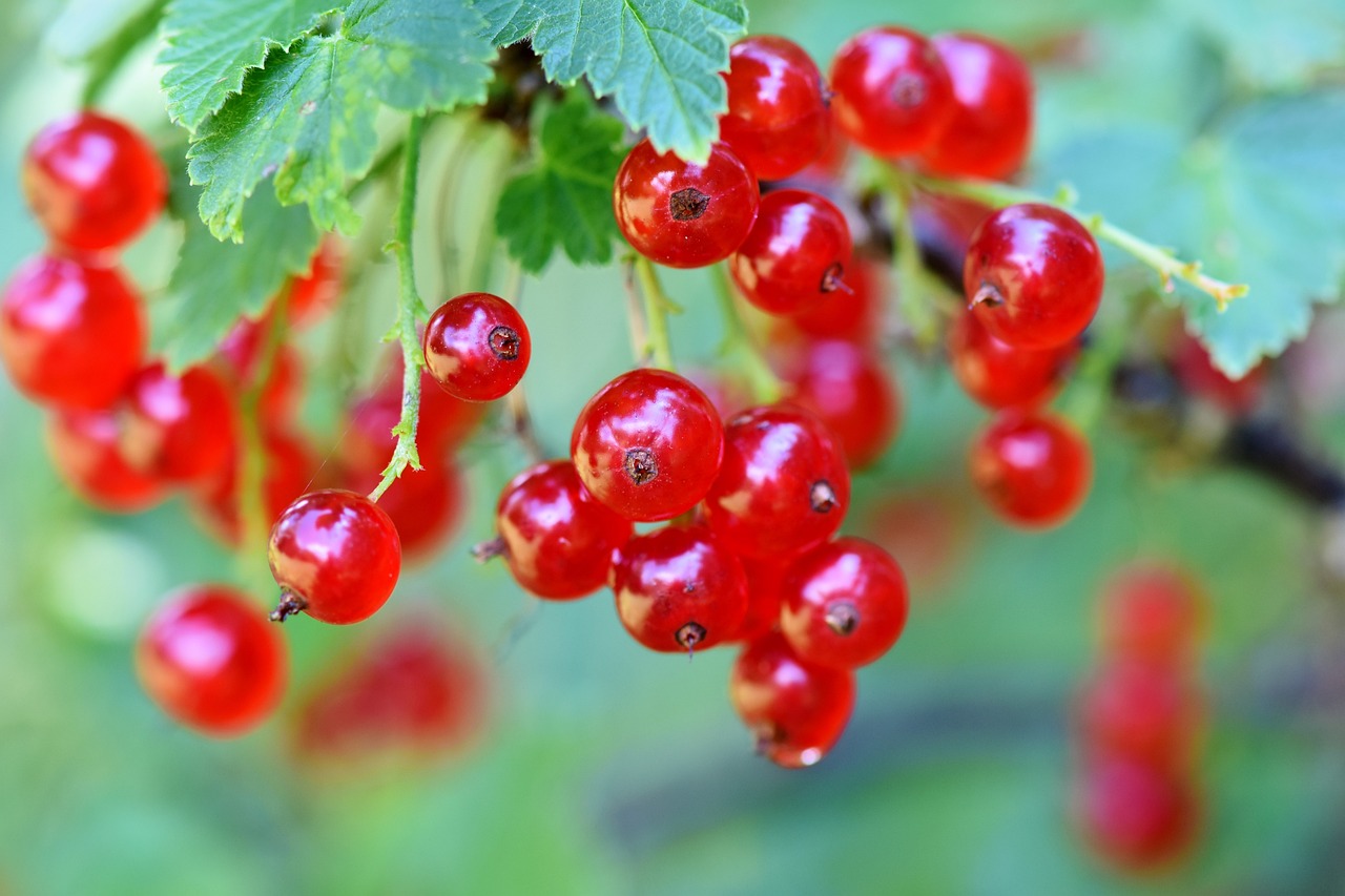 a bunch of red berries hanging from a tree, by Karl Völker, shutterstock, romanticism, avatar image, close - up photo