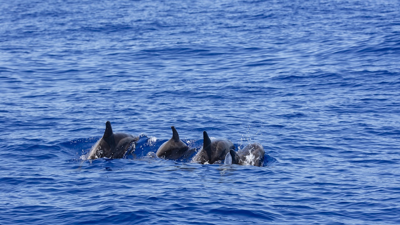 a group of dolphins swimming in the ocean, by Dietmar Damerau, flickr, azores, 🦩🪐🐞👩🏻🦳, round about to start, covered!