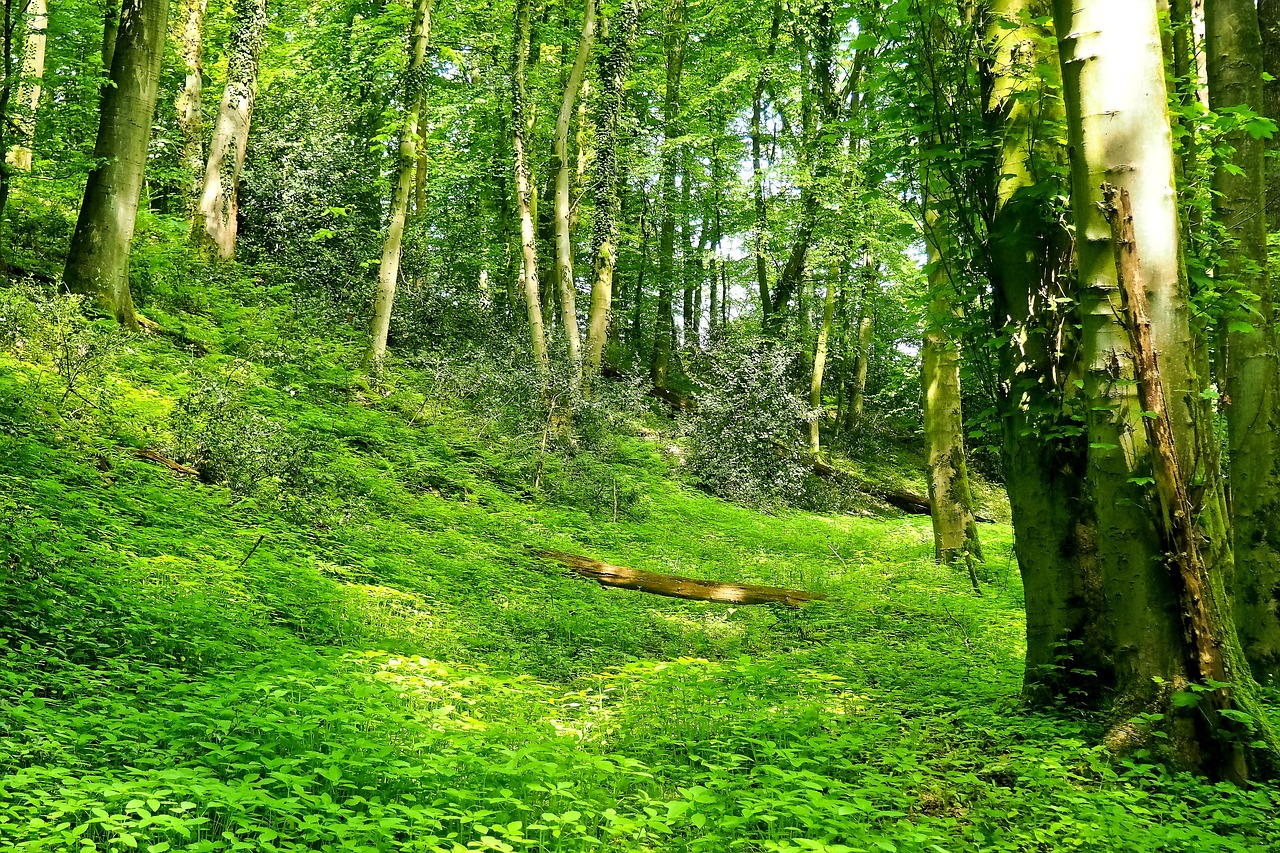 a bench sitting in the middle of a lush green forest, a photo, by Edward Corbett, forest clearing landscape, hillside, detmold, bright castleton green