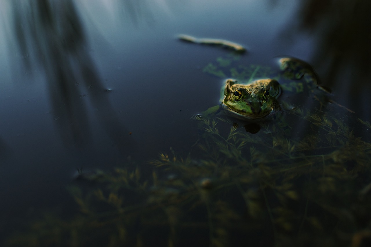 a frog that is sitting in some water, a picture, by Matthias Weischer, dark swamp, alexey egorov, small pond, chillhop