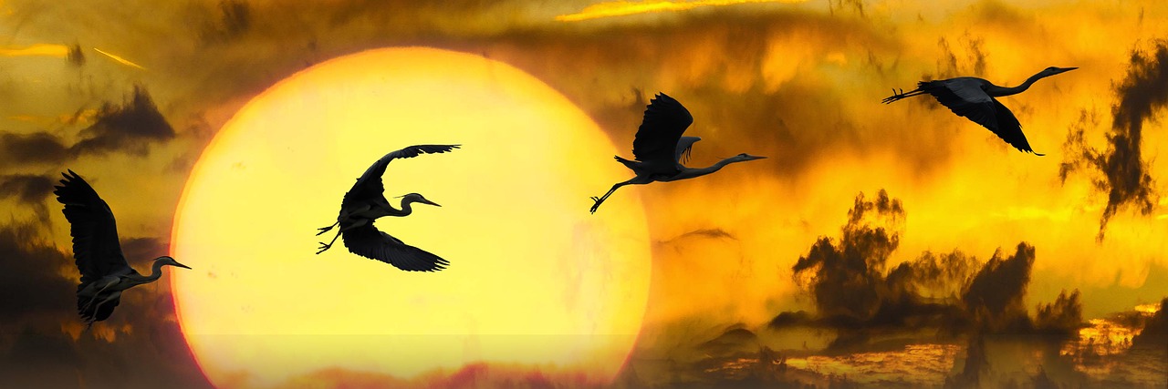 a group of birds flying in front of a sun, a photo, pixabay, digital art, heron, crane, banner, masterful composition!!!
