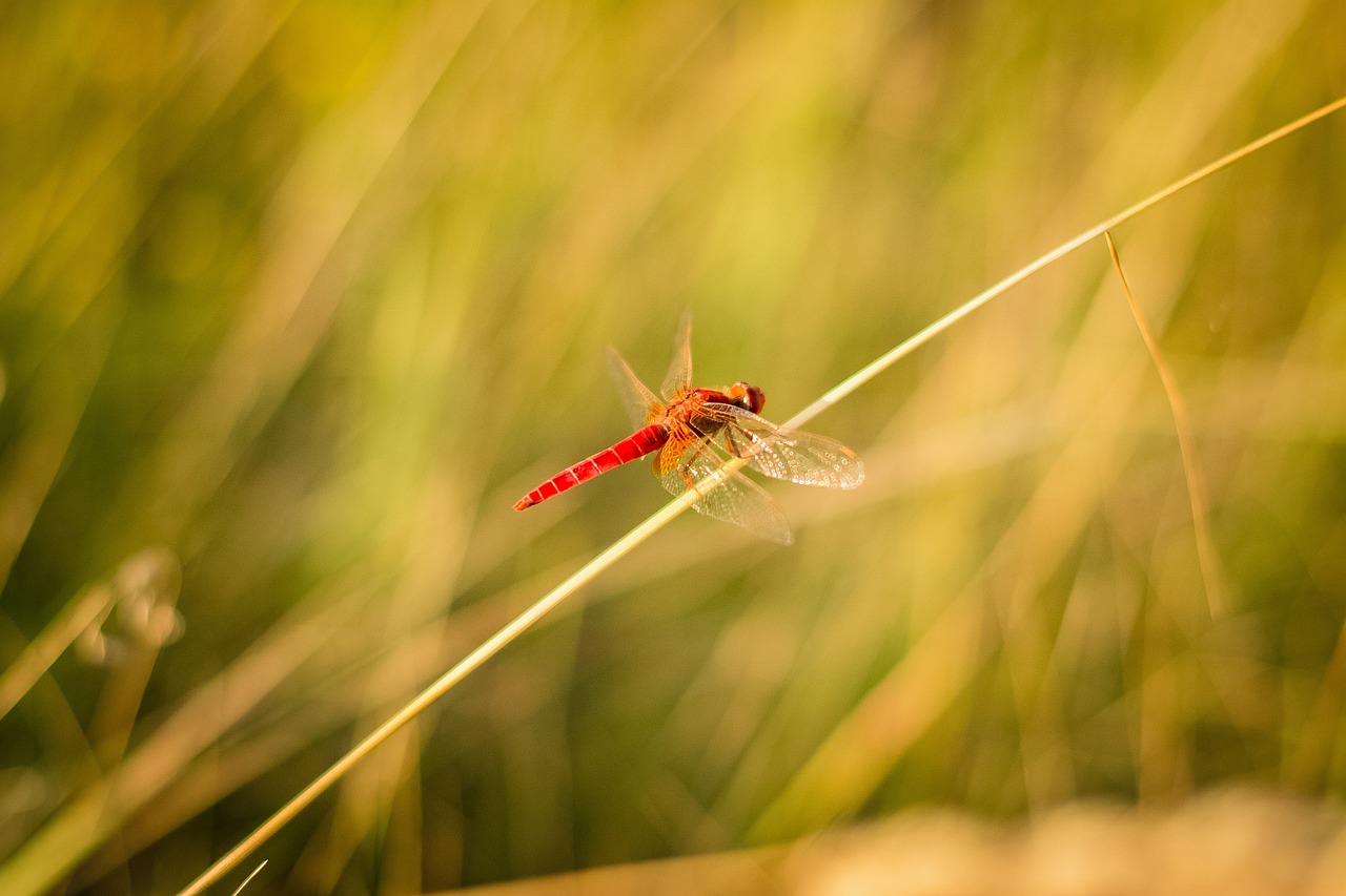 a red dragonfly sitting on top of a blade of grass, a macro photograph, hurufiyya, big red dragon flying above them, high res photo, flash photo