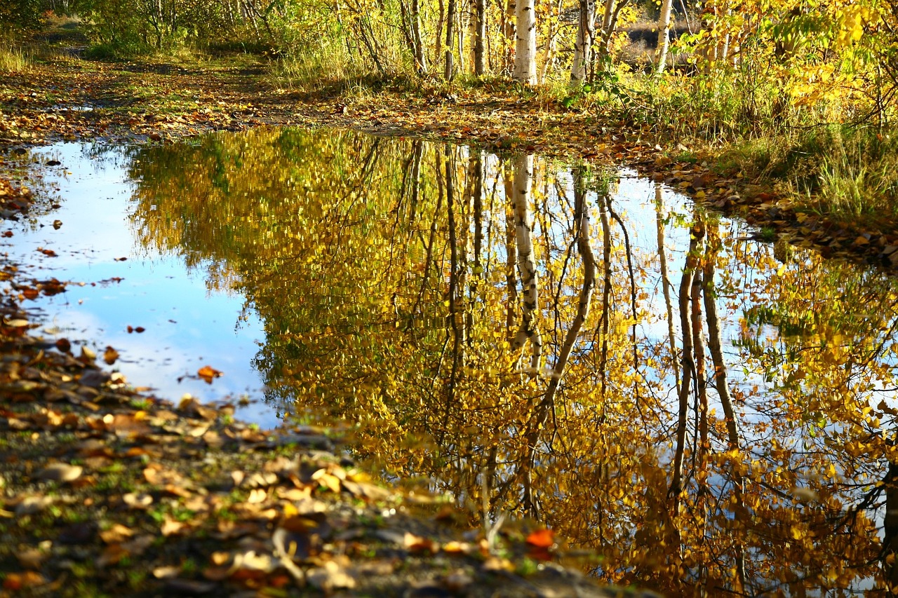 a puddle of water sitting in the middle of a forest, inspired by Ethel Schwabacher, flickr, golden autumn, shot on sony alpha dslr-a300, canal, minn