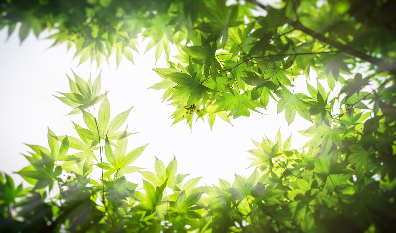 the sun shines through the leaves of a tree, a picture, shutterstock, shin hanga, ray lighting from top of frame, weed background, japanese maples, high key detailed