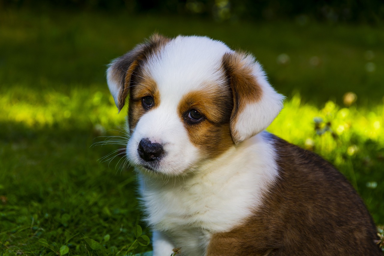 a brown and white puppy sitting on top of a lush green field, by Aleksander Gierymski, shutterstock, sharp nose with rounded edges, ultra realistic picture, in the sun, highly polished