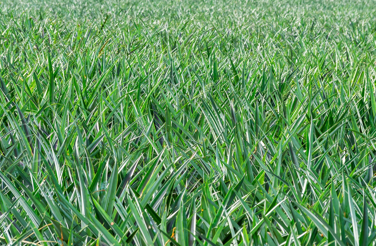 a red fire hydrant sitting in the middle of a lush green field, a stock photo, shutterstock, figuration libre, rows of lush crops, long spikes, green iris, stereogram