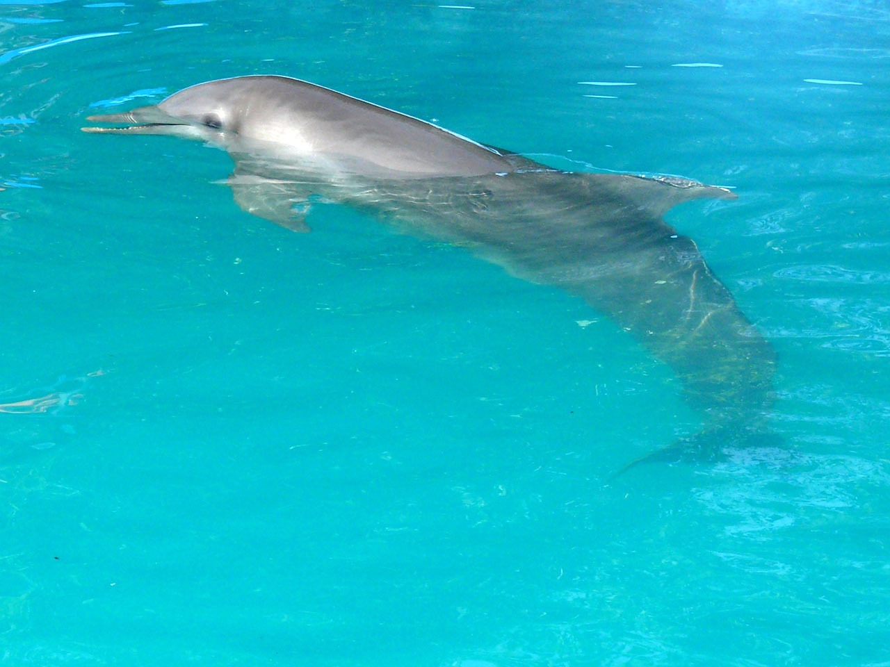 there is a dolphin that is swimming in the water, a photo, by Nancy Spero, bahamas, taken with a pentax1000, picture taken in zoo, very sharp photo