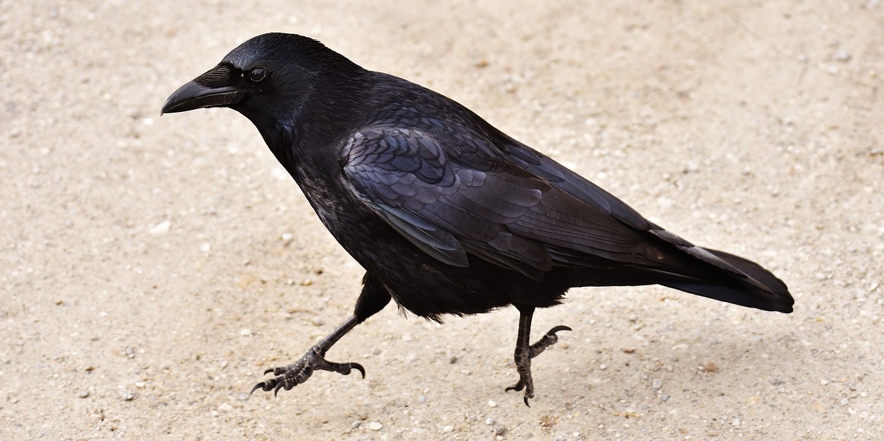 a black bird standing on top of a sandy ground, inspired by Gonzalo Endara Crow, pixabay, renaissance, two legged with clawed feet, pale - skinned, wallpaper mobile, side view close up of a gaunt