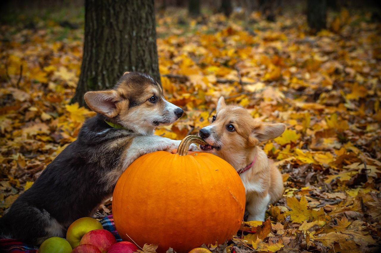 a couple of dogs sitting next to a pumpkin, a photo, by Maksimilijan Vanka, shutterstock, corgi, leaf, stock photo, amazingly composed image