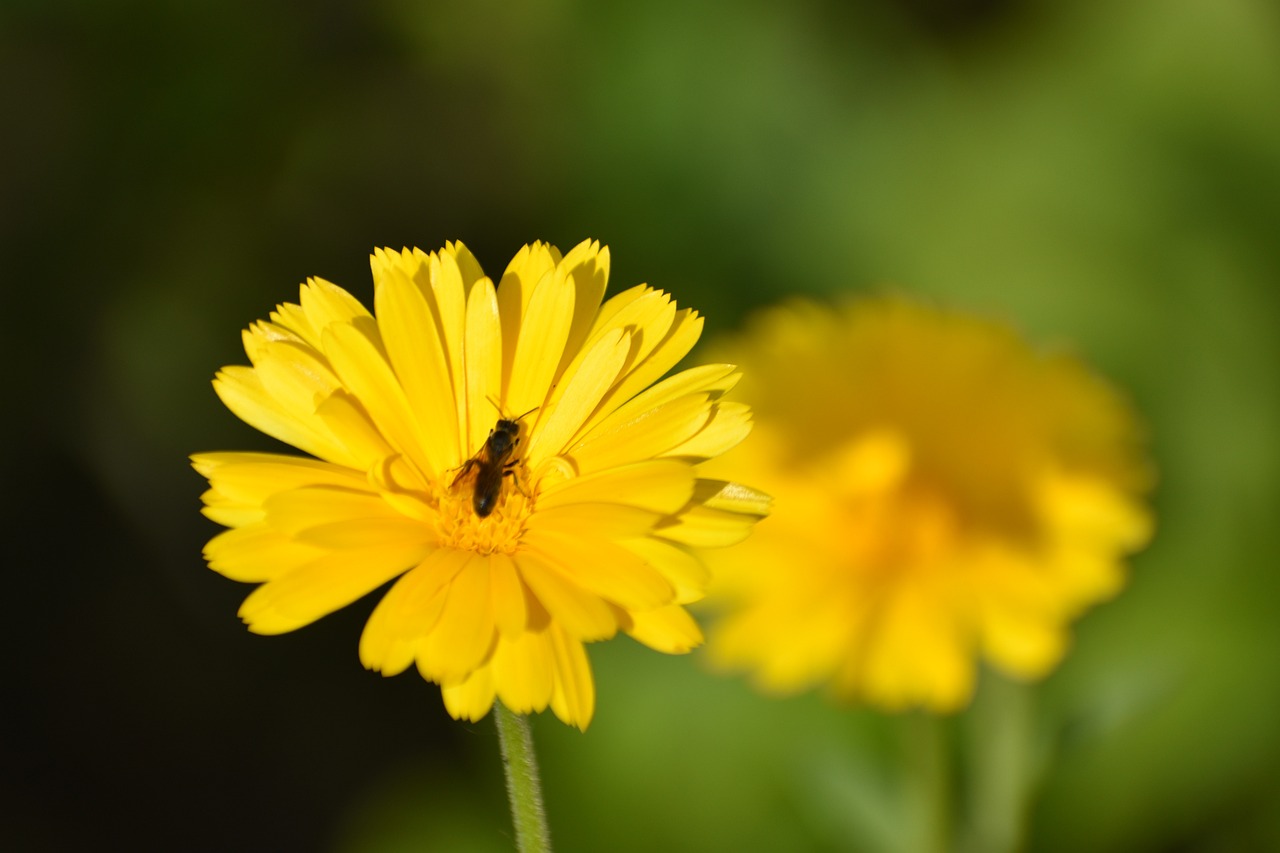 a bee sitting on top of a yellow flower, by Jan Rustem, daisy, outdoor photo