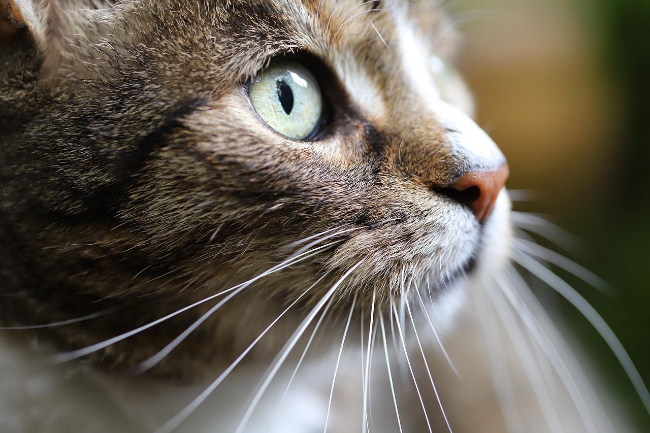 a close up of a cat with green eyes, by Maksimilijan Vanka, flickr, close - up profile face, ultra shallow depth of field, detailed picture, with a pointed chin