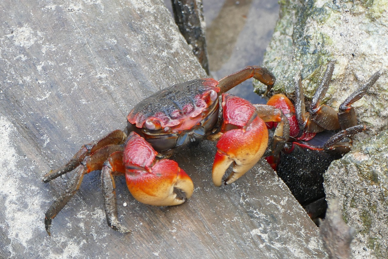 a close up of a crab on a rock, by Robert Brackman, shutterstock, two male, brood spreading, 3 colour, bottom view