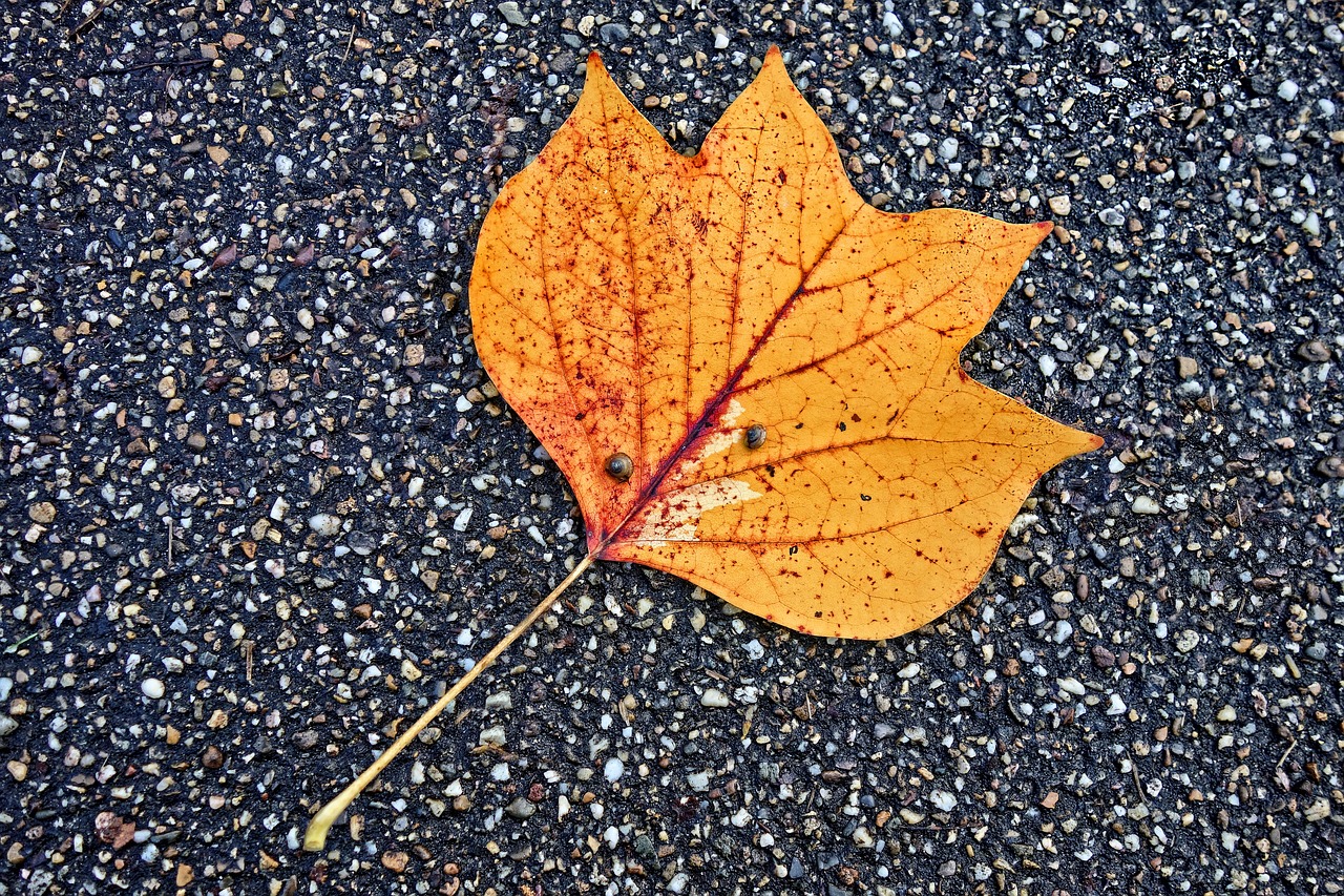 a close up of a leaf on the ground, a photo, by Jan Rustem, vibrant orange, very asphalt, sycamore, from wheaton illinois