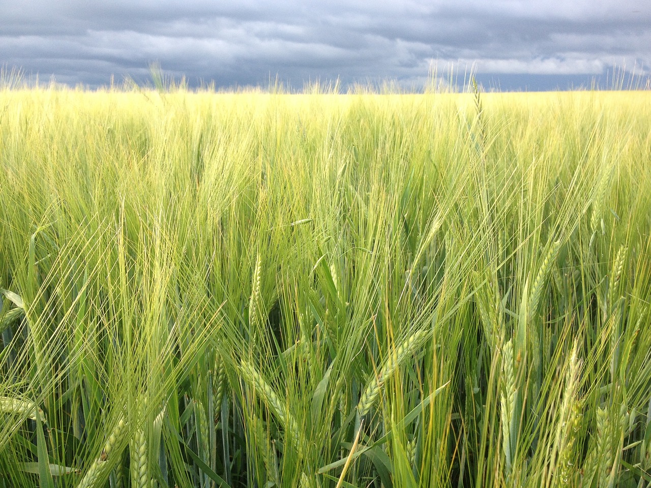 a field of green grass under a cloudy sky, a portrait, by Anato Finnstark, shutterstock, wheat field, malt, natural overcast lighting, viewed from a distance