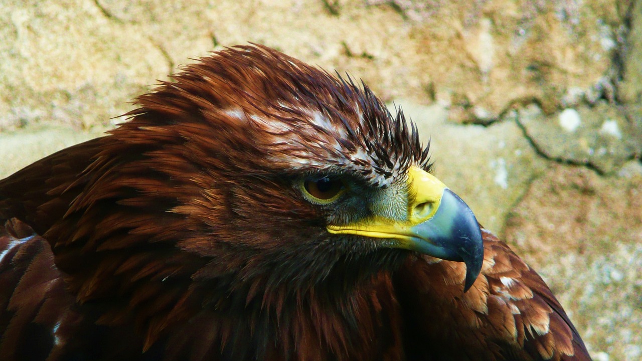 a close up of a bird of prey with a stone wall in the background, a portrait, pexels, hurufiyya, big brown fringe, fierce expression 4k, portrait of rugged zeus, great red feather