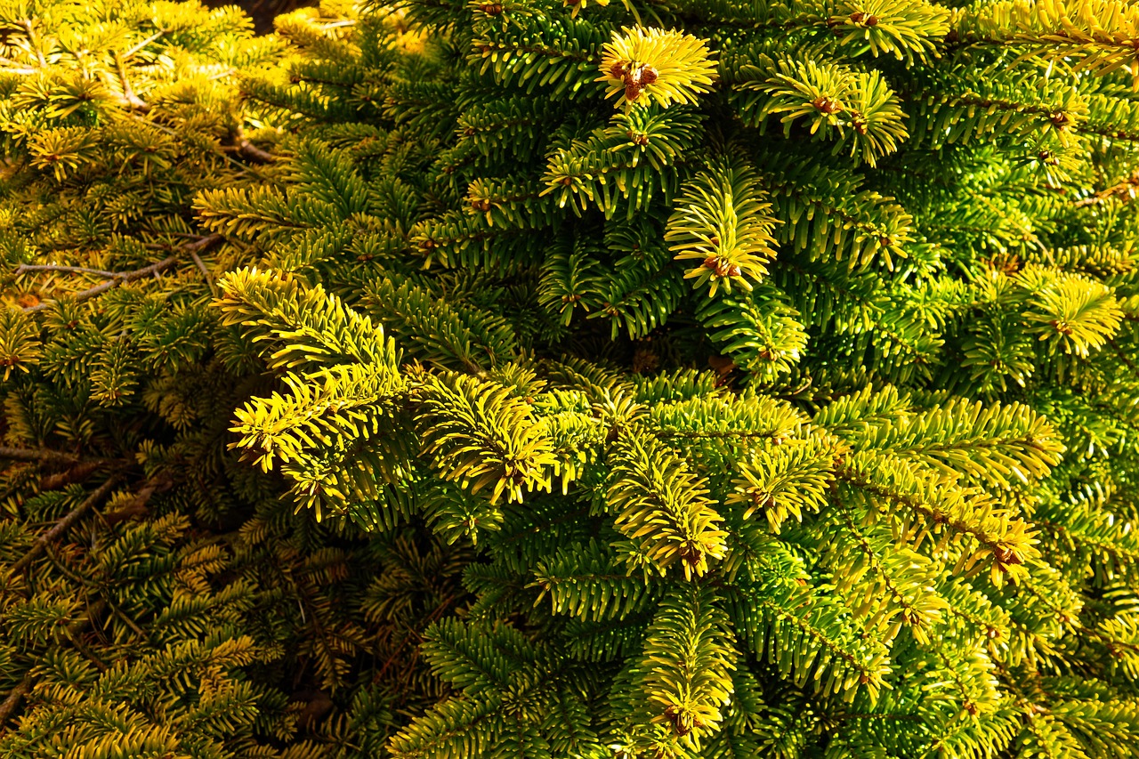 a close up of a bunch of pine trees, by Frederik Vermehren, shutterstock, fine art, yellow and green scheme, backlighted, tree; on the tennis coat, spiralling bushes