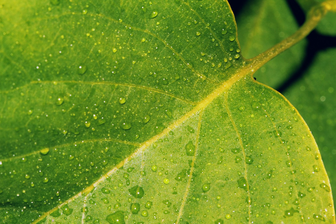 a green leaf with water droplets on it, pixabay, naturalism, 4 k hd wallpapear, sycamore, detailed - i, iphone background
