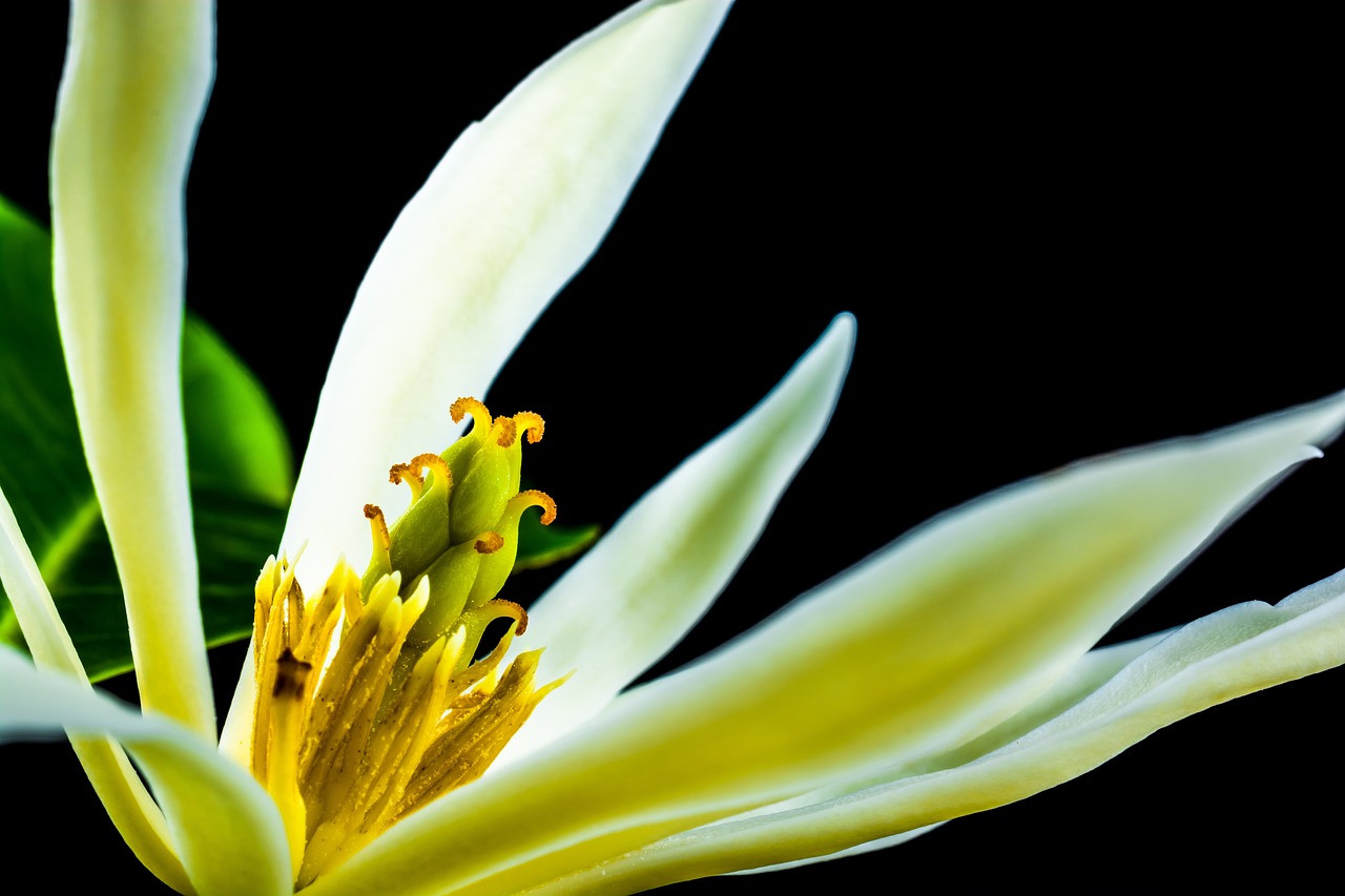 a close up of a white flower with green leaves, by Richard Carline, dramatic closeup composition, shades of yellow, flowers with very long petals, on black background