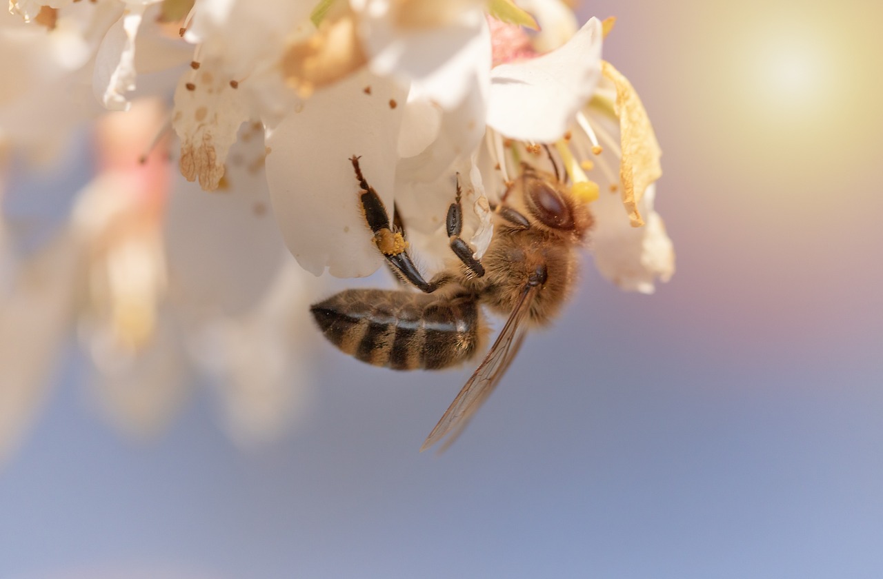 a close up of a bee on a flower, a macro photograph, by Erwin Bowien, shutterstock, happening, almond blossom, avatar image, honey and bee hive, 🌸 🌼 💮