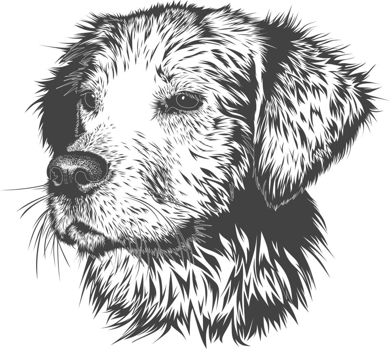 a close up of a dog's face on a black background, a stipple, by Zoran Mušič, pixabay, furry art, !!! very coherent!!! vector art, fluffy cat t - shirt design, dog sleeping, black backround. inkscape