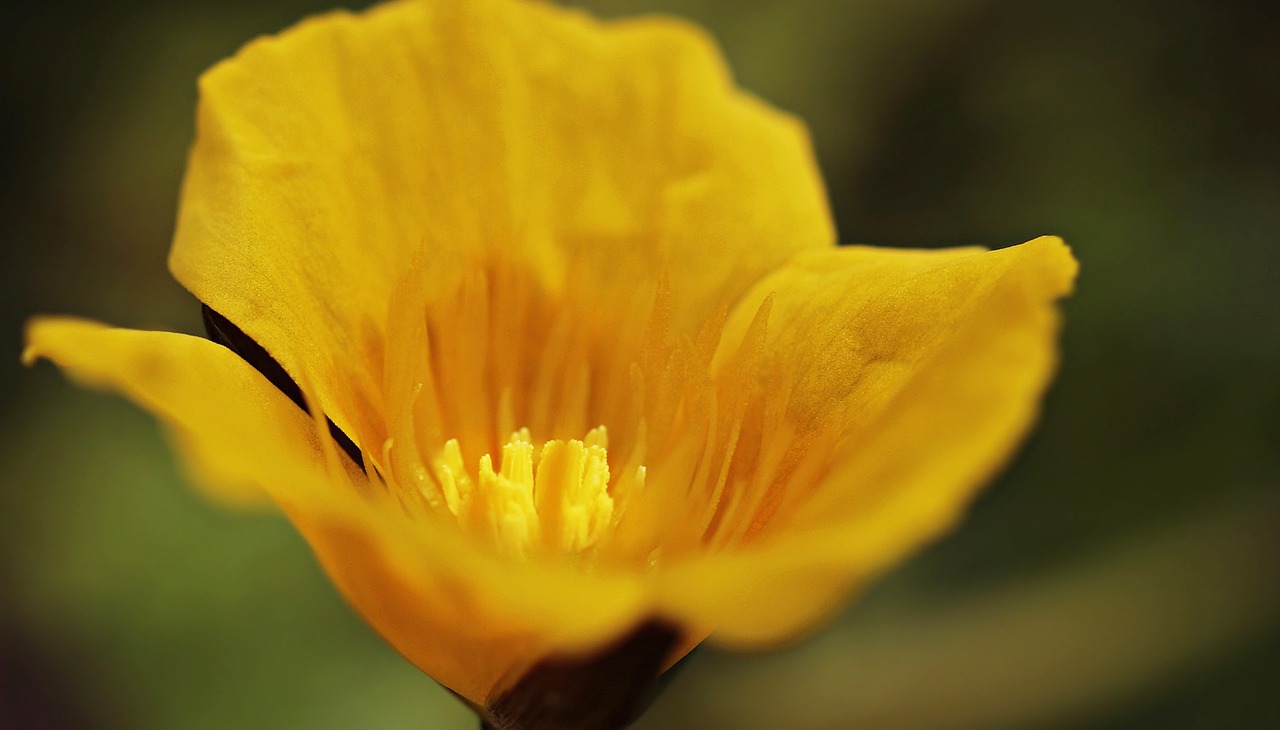 a close up view of a yellow flower, by Hans Werner Schmidt, flickr, hurufiyya, poppy, video, new mexico, “ golden chalice