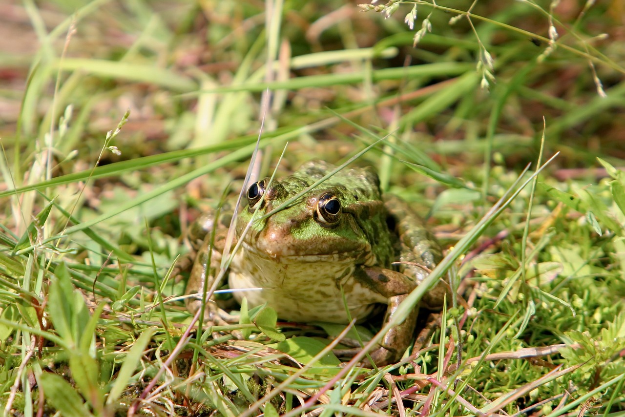 a frog that is sitting in the grass, by Robert Brackman, flickr, renaissance, portrait n - 9, mid portrait, head, portrait 4 / 3