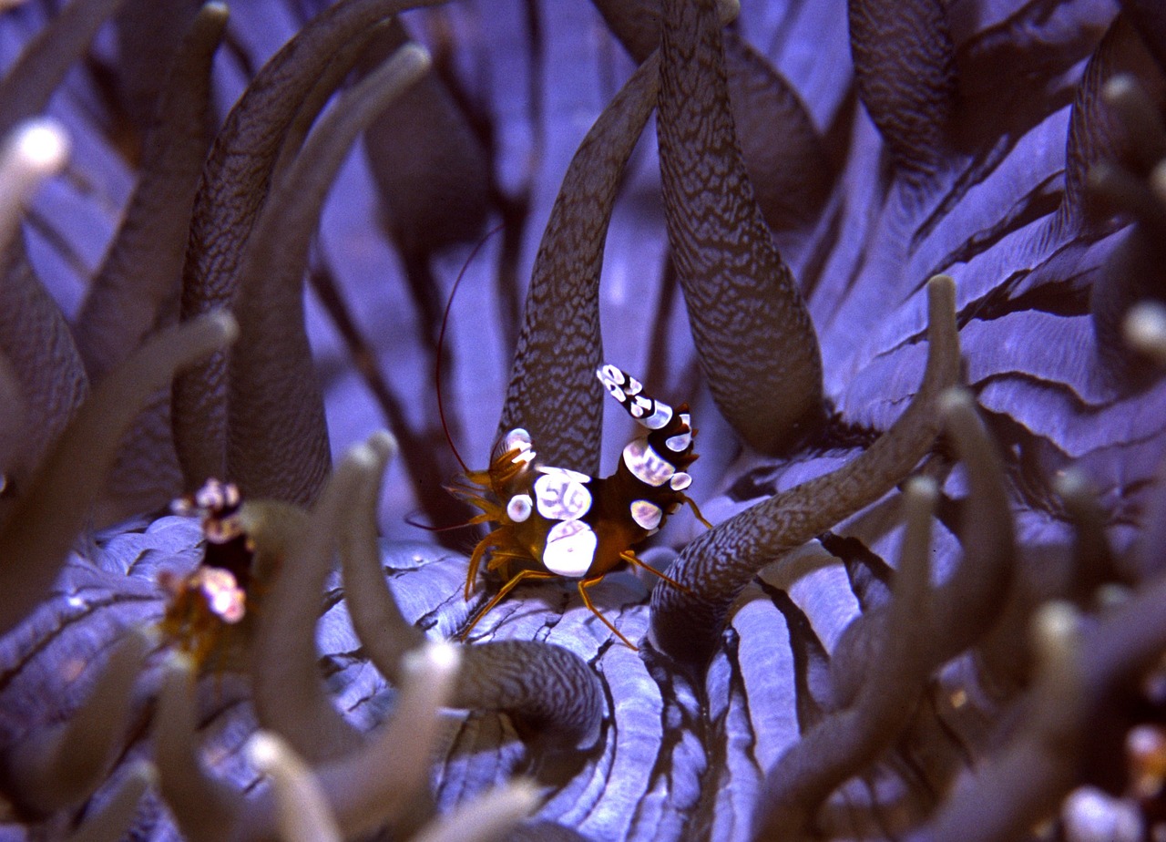 a close up view of a sea anemone, a macro photograph, by Robert Jacobsen, digital art, photo taken with ektachrome, shrimp, female looking, corals