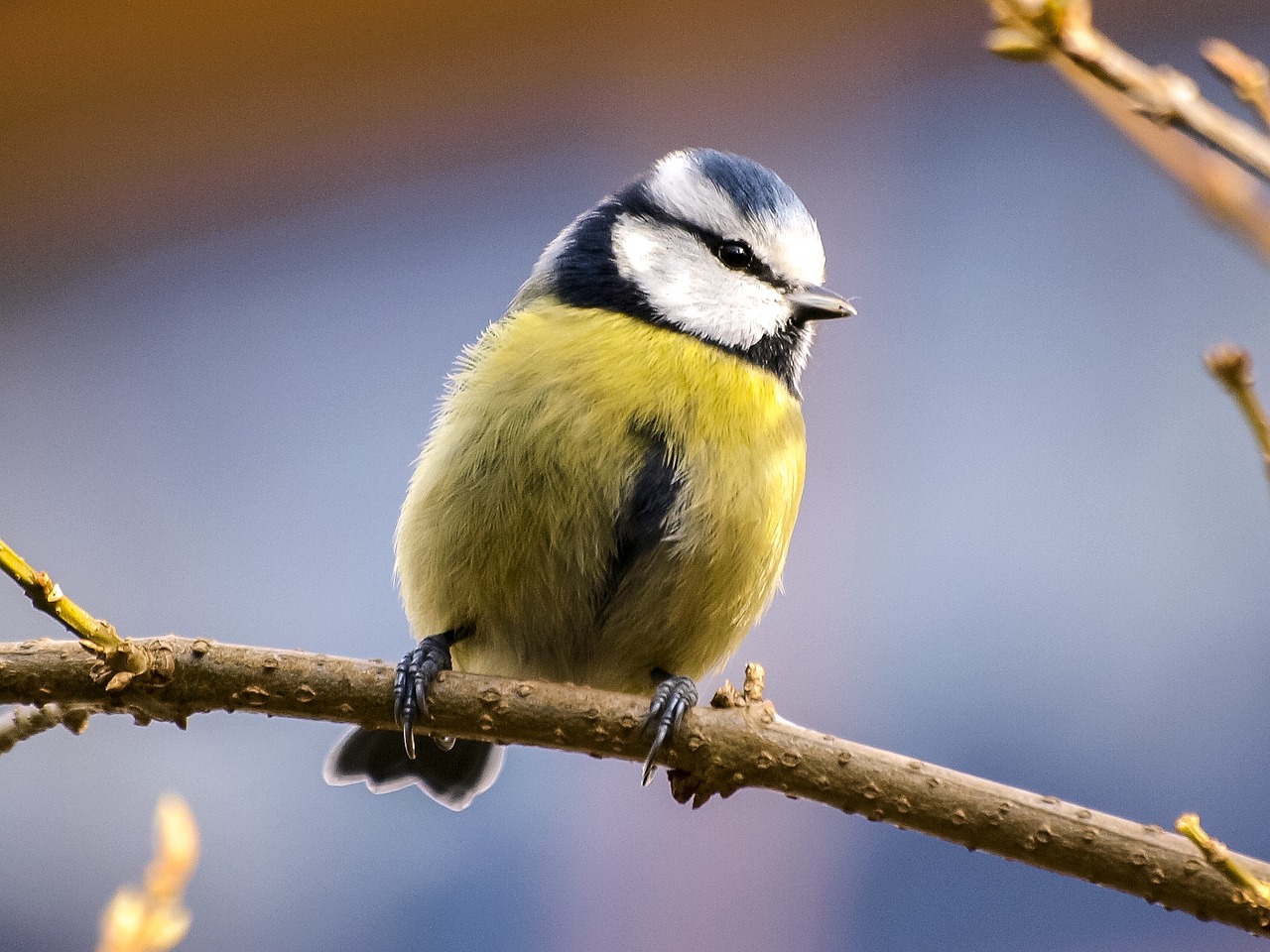 a small bird sitting on top of a tree branch, inspired by Paul Bird, pexels, bauhaus, blue and yellow, highly detailed photo 4k, 2 0 2 2 photo, springtime morning