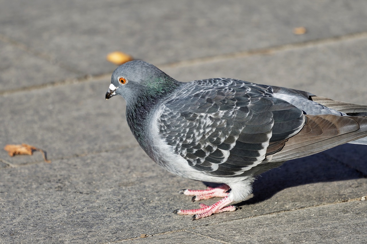 a close up of a pigeon on a sidewalk, a portrait, shutterstock, photorealism, highly detailed picture, highly ornamental, document photo, very sharp photo