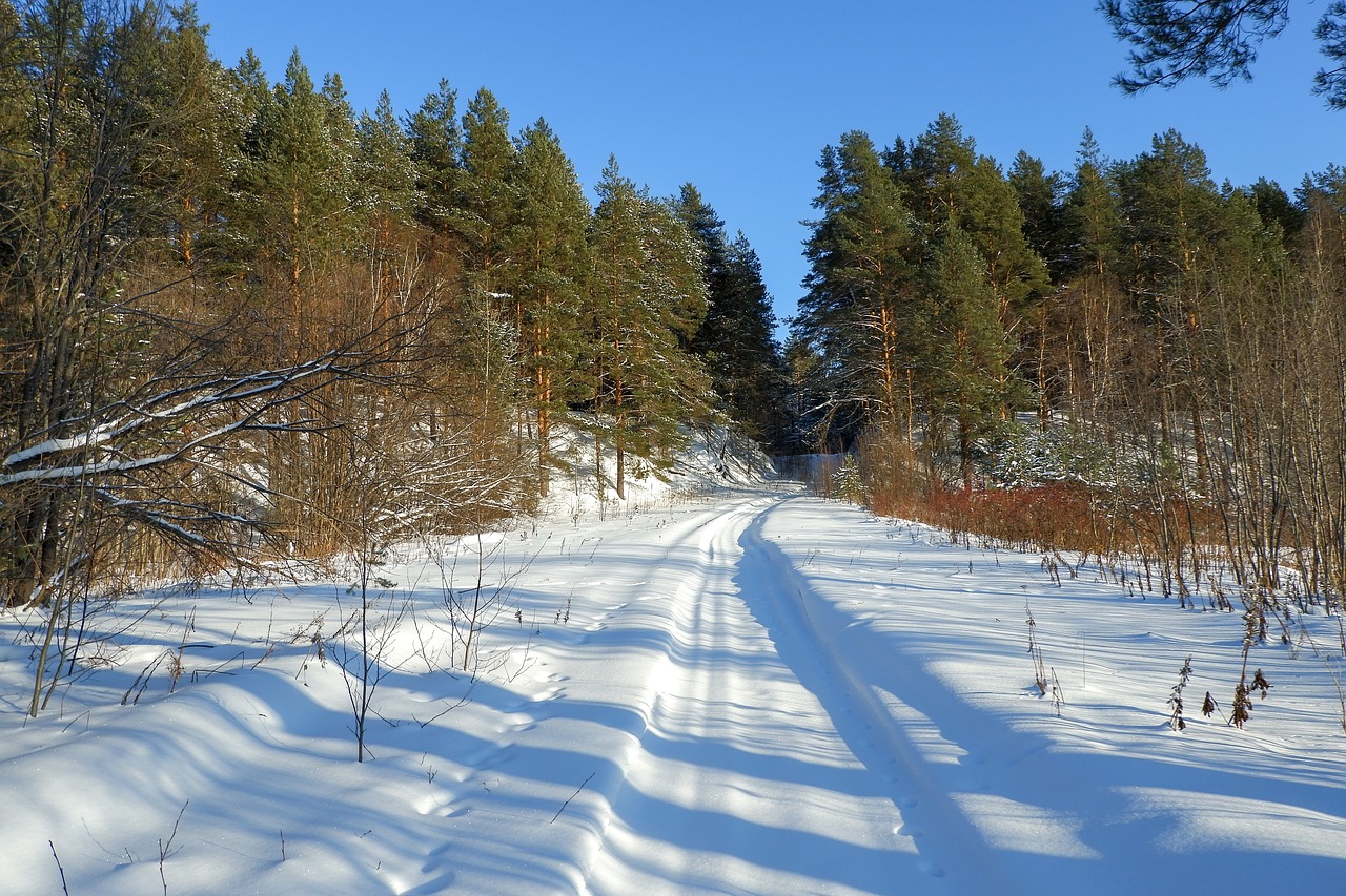 a person riding skis down a snow covered slope, inspired by Ivan Shishkin, flickr, road in a forest road, sparse pine forest long shadows, southern slav features, dsrl photo