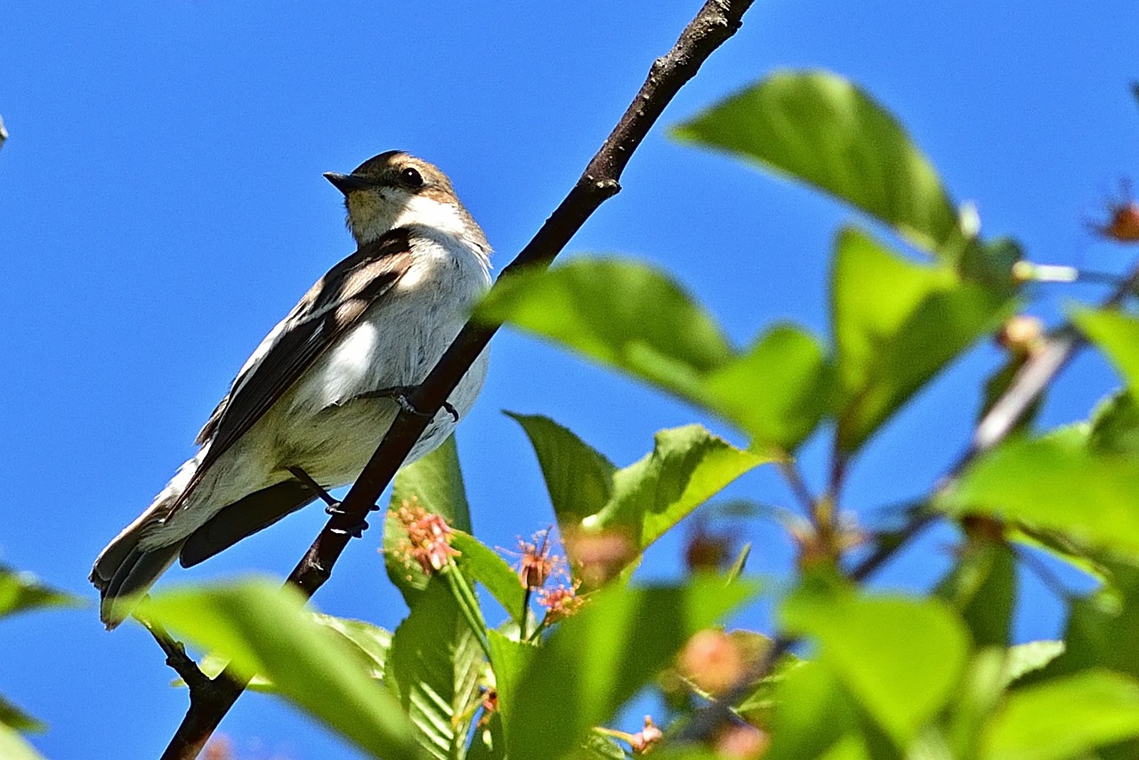 a bird sitting on top of a tree branch, by Jim Nelson, birds on cherry tree, on a sunny day, thumbnail, the shrike