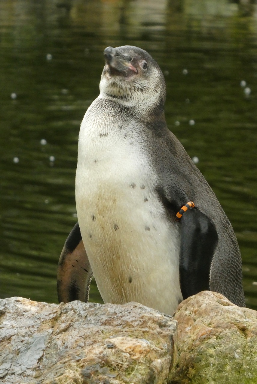 a penguin sitting on top of a rock next to a body of water, a portrait, flickr, swarovski, trimmed with a white stripe, resplendent and proud of bearing, not cropped