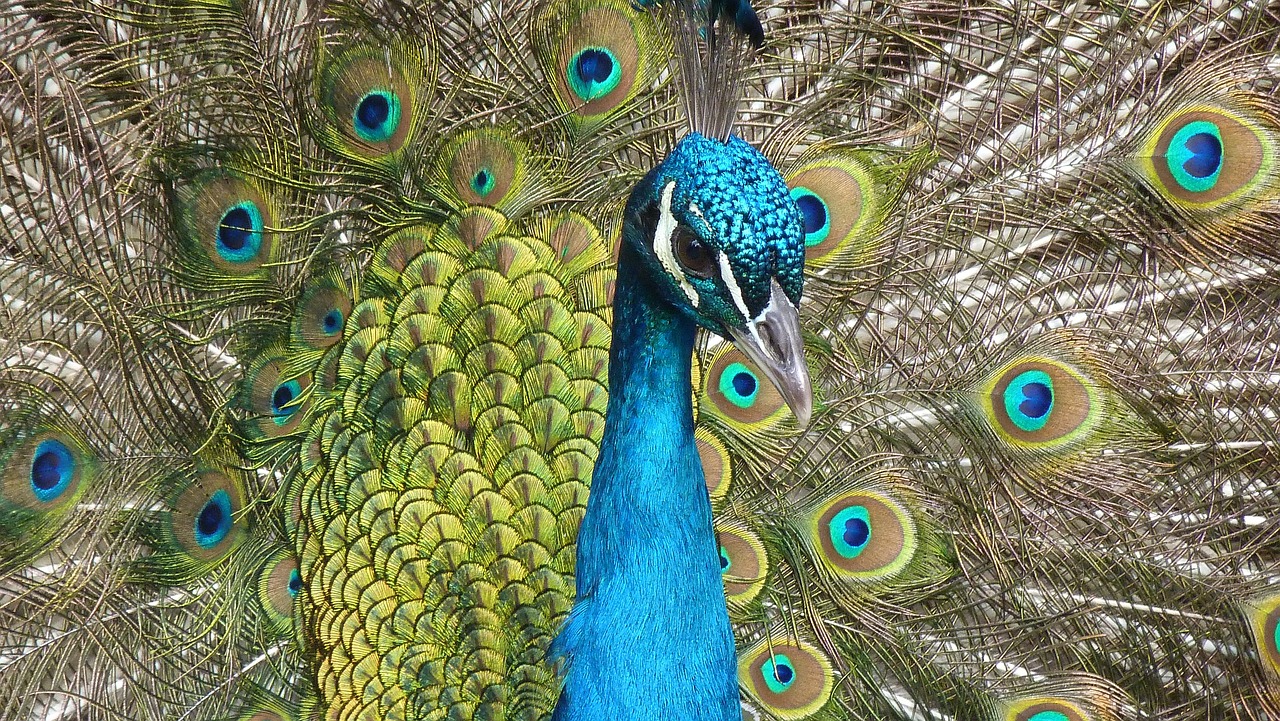 a close up of a peacock with lots of feathers, a portrait, by Raymond Coxon, 2006 photograph, family photo, sigma 1/6, teals