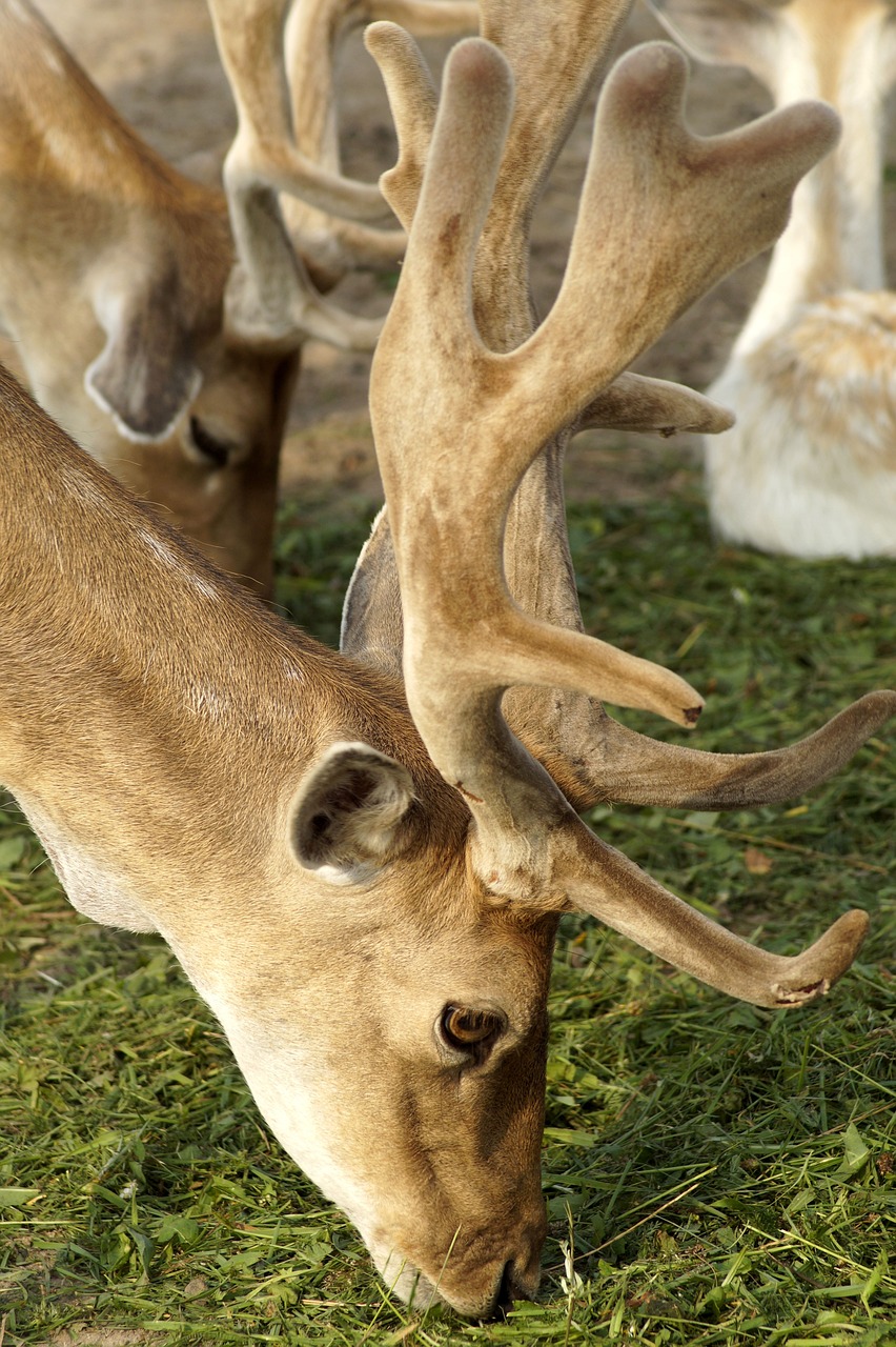 a couple of deer standing on top of a lush green field, a portrait, inspired by Rudolph F. Ingerle, shutterstock, white horns from eyebrows, very sharp photo