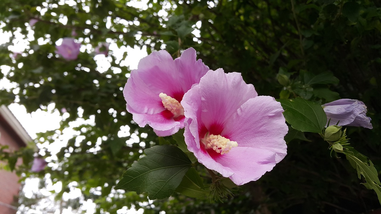 a close up of two pink flowers on a tree, hurufiyya, hibiscus, photo taken in 2018, (38 years old), 7 0 mm photo