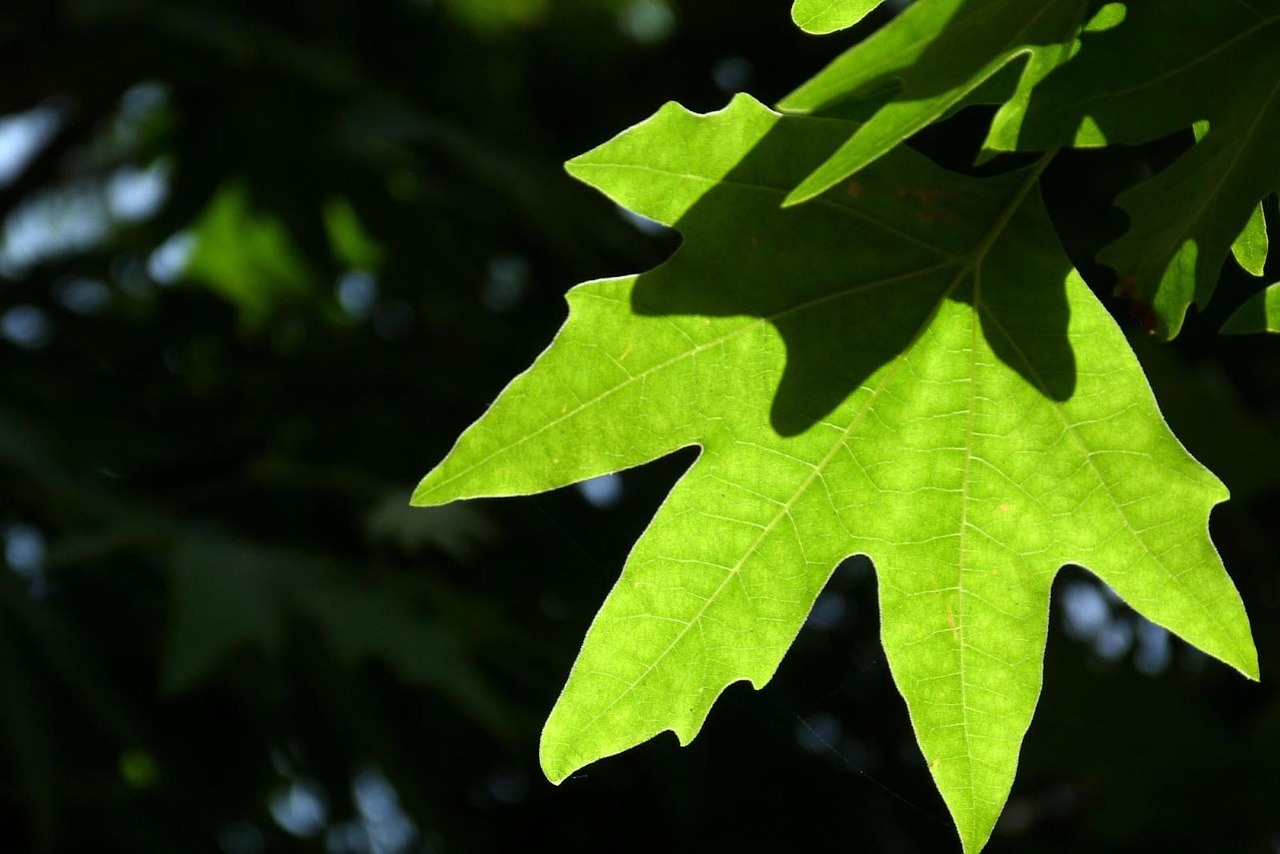 a close up of a leaf on a tree, a picture, by Hans Schwarz, pixabay, hurufiyya, the treetops of giant oaks, green light, wallpaper - 1 0 2 4, summer evening