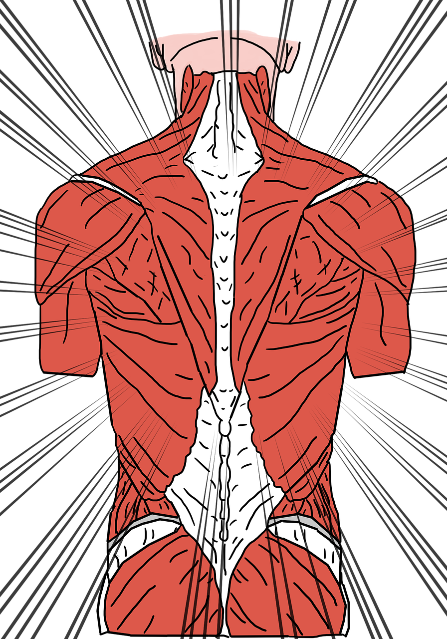 a diagram of the back of a man, an illustration of, by Jessie Alexandra Dick, shutterstock, muscle tissue, high contrast illustration, middle centered, full screen