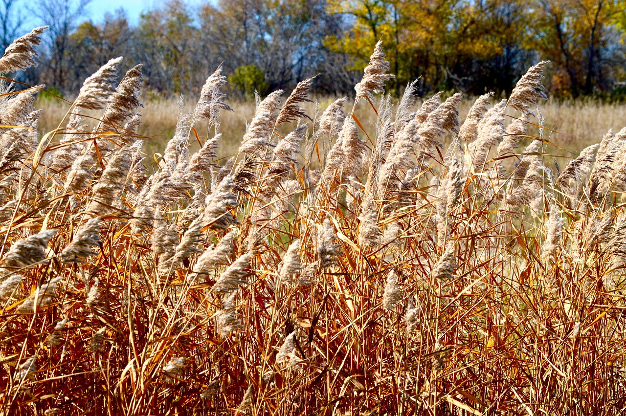 a field of tall grass with trees in the background, a photo, pixabay, land art, autumn wind, from wheaton illinois, taken with a canon dslr camera, golden feathers