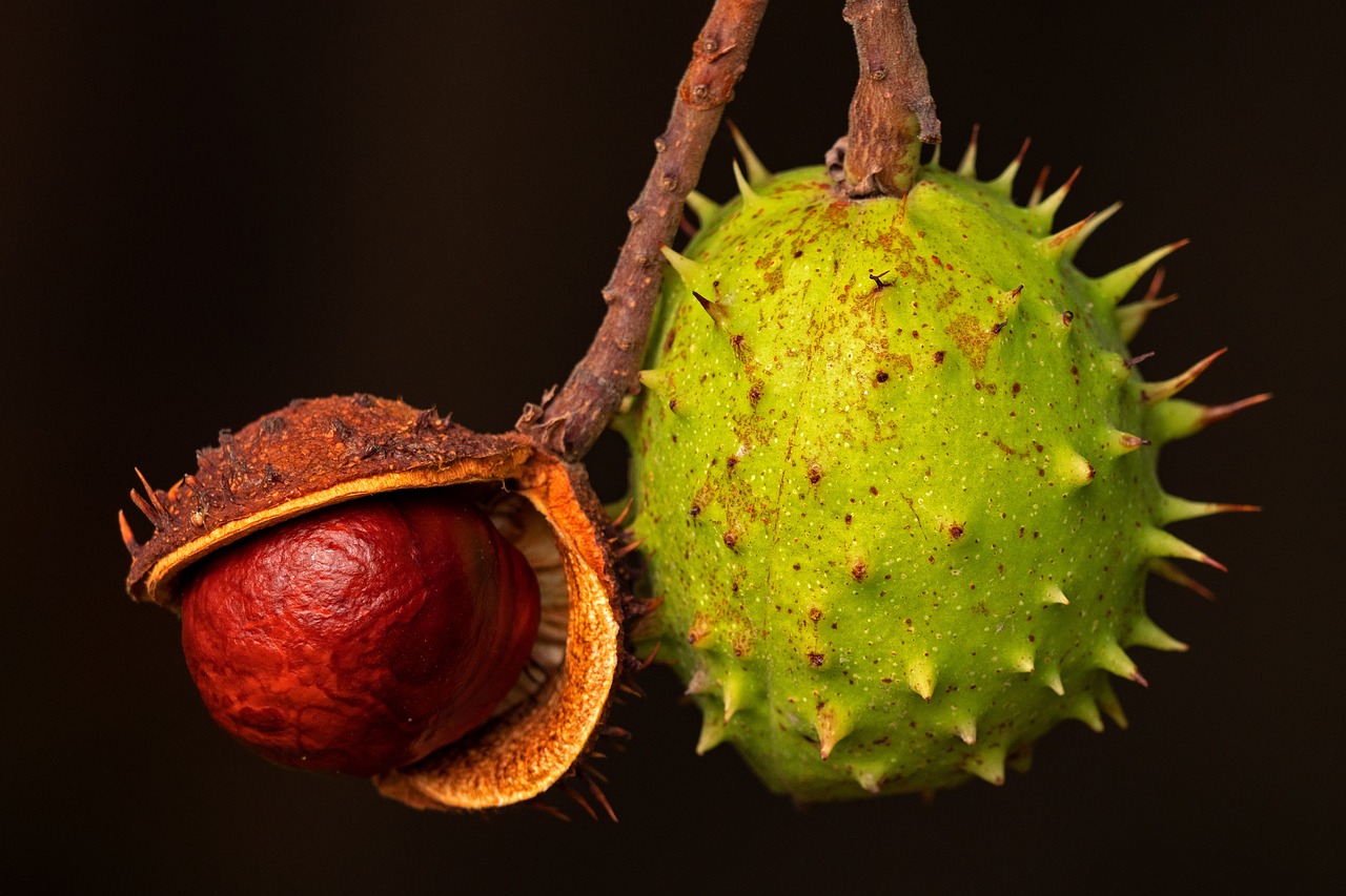 a close up of a fruit on a tree, a macro photograph, by Jacob Kainen, trending on polycount, hurufiyya, acorns, stark composition, right side composition, well balanced composition