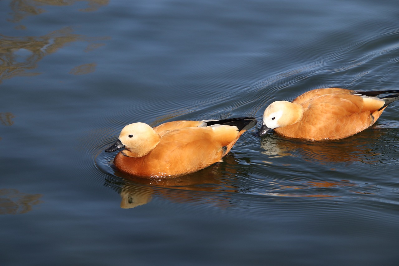 a couple of ducks floating on top of a body of water, baroque, orange body, closeup photo, jin shan, vacation photo