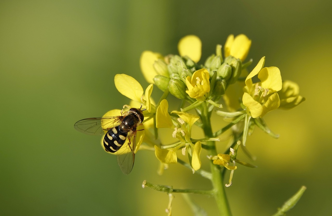 a fly sitting on top of a yellow flower, a picture, by Robert Brackman, hurufiyya, mustard, wasps, a bald, けもの