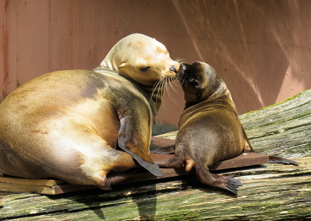 a couple of sea lions sitting on top of a log, a photo, shutterstock, romanticism, the kiss, stock photo, motherly, closeup photo